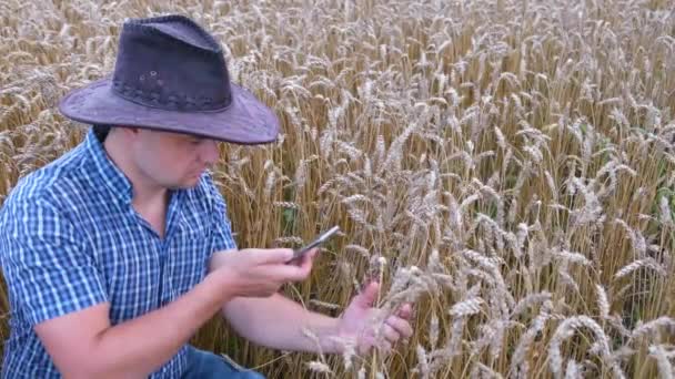 Перед сбором урожая фермер осматривает зерновое поле.. — стоковое видео