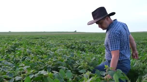 Boční pohled na mladého farmáře procházejícího se na poli se sójovými boby studujícího sklizeň. — Stock video