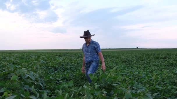 En ung agronomer undersöker en sojabönsodling på ett fält. Jordbrukare på ett sojabönsfält. — Stockvideo