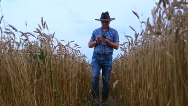 Młody agronomista na polu pszenicy — Wideo stockowe