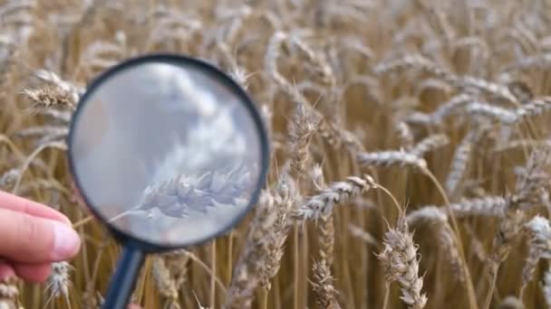 Un agrónomo con una lupa en las manos en un campo de trigo inspecciona la cosecha. — Vídeo de stock