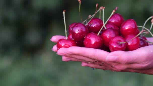 Red cherry berries close up in the hands of a female farmer. — Stock Video
