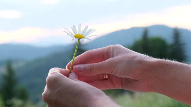 A girl with a daisy in her hands. — Stock Video