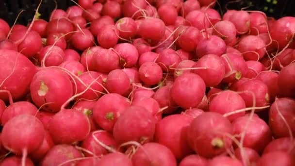 Rabanete vermelho no mercado de vegetais em caixas de papelão. — Vídeo de Stock