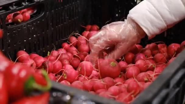 Červená ředkvička na trhu se zeleninou. Ekologická zelenina — Stock video