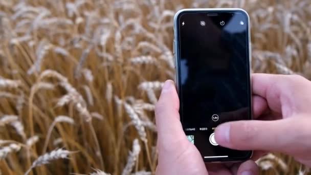 Close-up zicht op oren van tarwe via smartphone. — Stockvideo