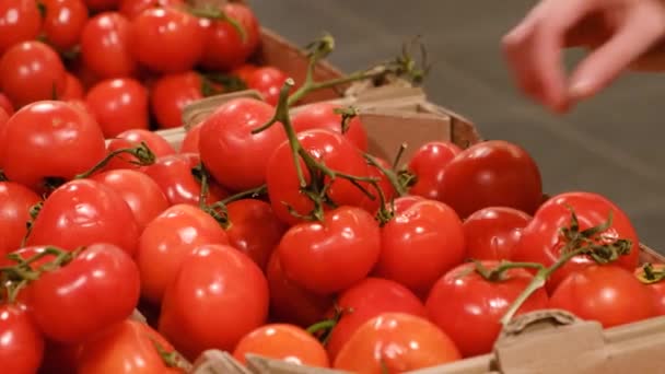 Una mujer elige y compra tomates. — Vídeos de Stock