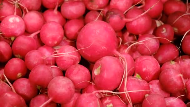Harvesting vegetables and fresh radishes — Stock Video
