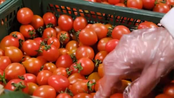 Vrouwen hand kiest gele tomaten uit een doos in de markt — Stockvideo