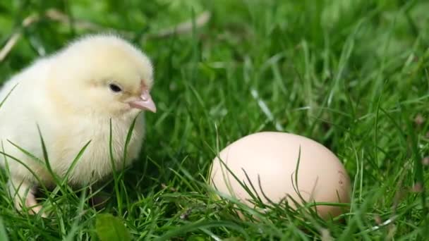 Frango amarelo pequeno senta-se perto de um ovo de cor natural. — Vídeo de Stock