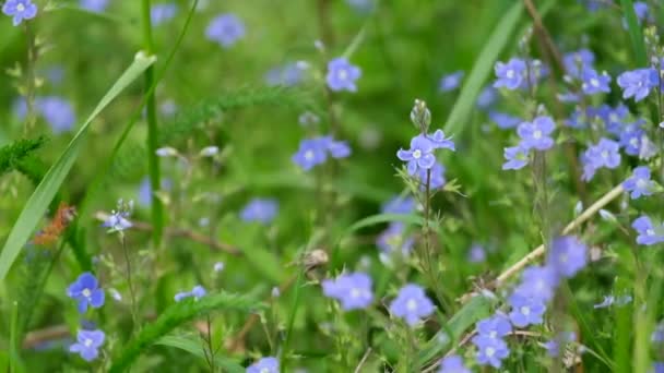 Природный фон с фиолетовыми полевыми цветами в траве. — стоковое видео