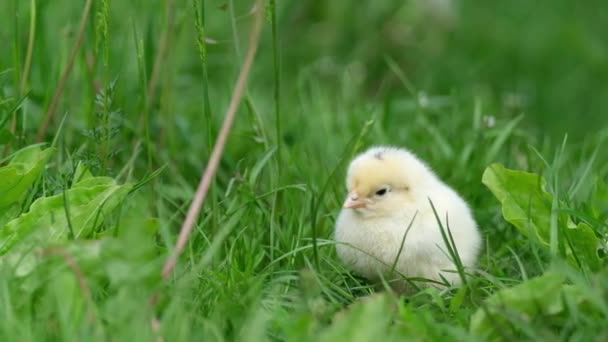 Küçük sarı civciv yeşil çimlerin üzerinde oturuyor.. — Stok video