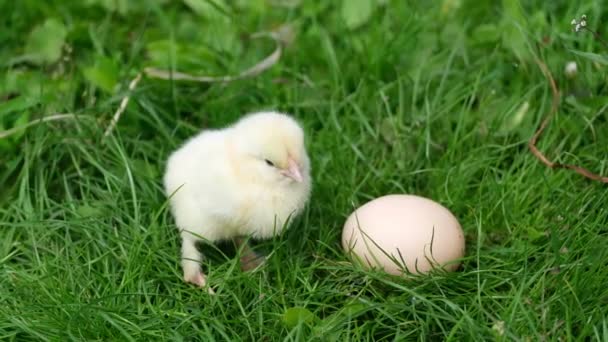Пушистый цыпленок сидит на зеленой траве рядом с яйцом. — стоковое видео