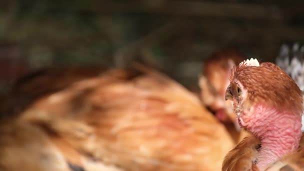 Νεαρά κόκκινα κοτόπουλα που κάθονται σε ένα κλουβί. Κοτόπουλα Κοντινό πλάνο. — Αρχείο Βίντεο