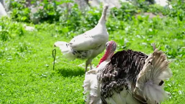 农场绿色牧场上的两只火鸡. — 图库视频影像