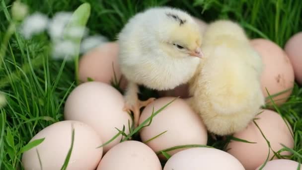 Divertidos polluelos amarillos están sentados en los huevos. — Vídeo de stock