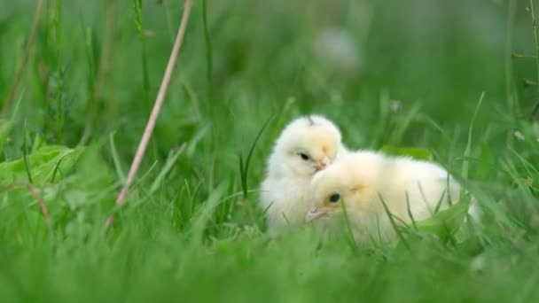 Dos pollitos esponjosos camina en hierba verde, primavera . — Vídeos de Stock