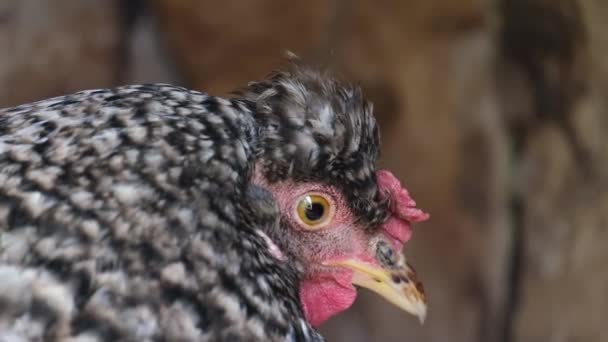 Sluiten van kip buiten. Portret van een kip gesloten op de boerderij. — Stockvideo