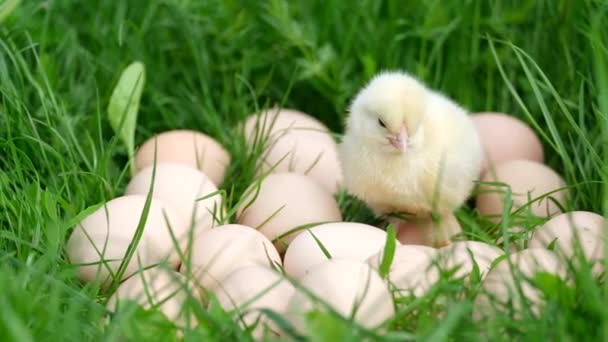 Cute funny little chicken with eggs on a green lawn. — Stock Video