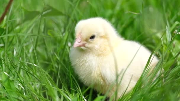 Милая пушистая курица на зеленой траве на открытом воздухе. — стоковое видео