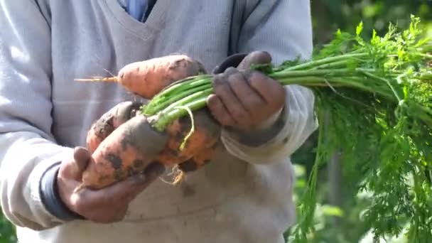 La récolte des carottes est en cours, le fermier montre des carottes avec des feuilles dans ses mains. — Video