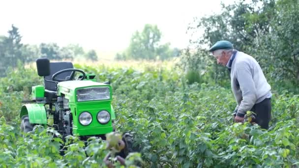 Un viejo abuelo camina por el jardín y examina el estado de las plantas. — Vídeo de stock