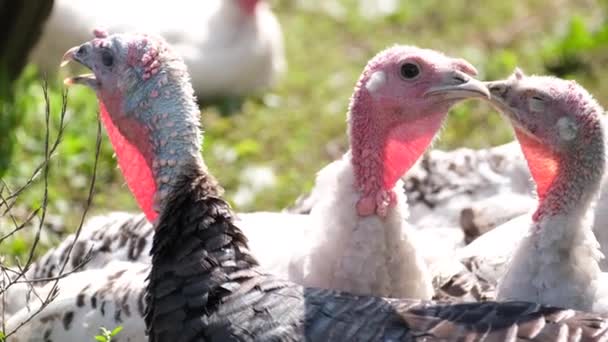 A group of white turkeys on a farm look into the camera lens. — Stock Video