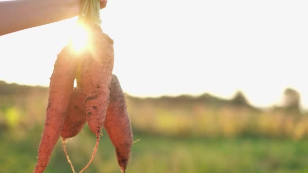 Rolnicy trzymają bukiet świeżych warzyw w jesiennym ogrodzie na świeżym powietrzu. — Wideo stockowe