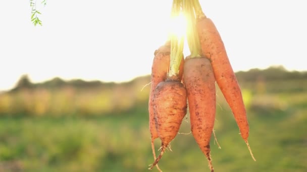Vers geplukte wortelen van het veld in de handen van een arbeider — Stockvideo