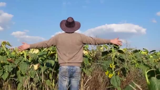 Colorado, EE.UU., un agricultor se regocija en la cosecha de girasol, él está en su campo. — Vídeos de Stock