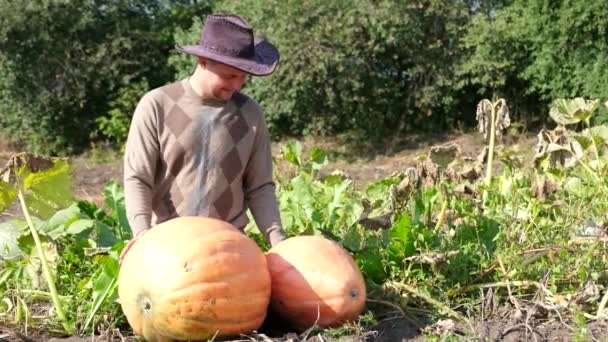 Een jonge boer verheugt zich over een grote oogst pompoenen. — Stockvideo