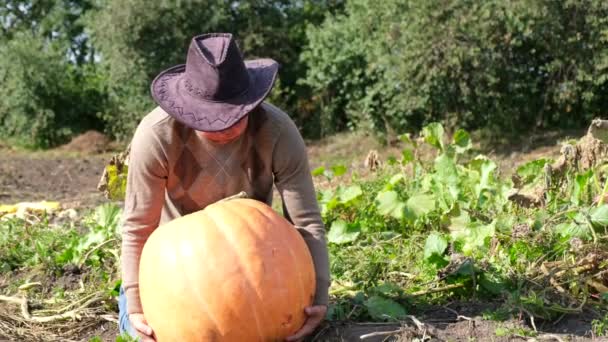 Man holding a big pumpkin on vegetable garden. — Stock Video