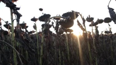 Kurumuş ayçiçeği başları, ekinler akşam hasat için bekliyor..