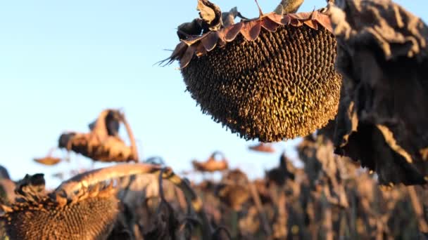 Fondo de girasoles secos maduros en el campo. — Vídeos de Stock