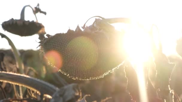 Paisaje otoñal con campo de girasoles listo para cosechar, semillas oleaginosas, tierras de cultivo. — Vídeos de Stock