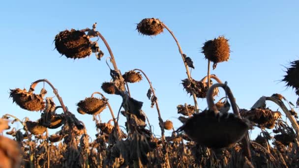 Соняшникове поле реальне і готове. Зів'ялі соняшники на полі восени . — стокове відео