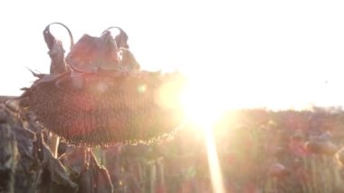 Kavurucu güneşten kurumuş ayçiçeği.