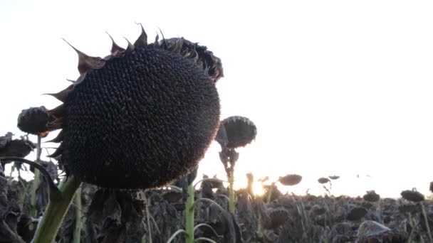 Zonnebloem verwelkt van de zon, voor zonsondergang. — Stockvideo