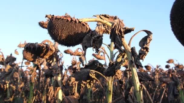 Field of dry sunflowers in the fall before the harvest. — Stock Video