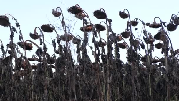 Trockene Herbst-Sonnenblumen mit reifen Samen sind erntereif. — Stockvideo