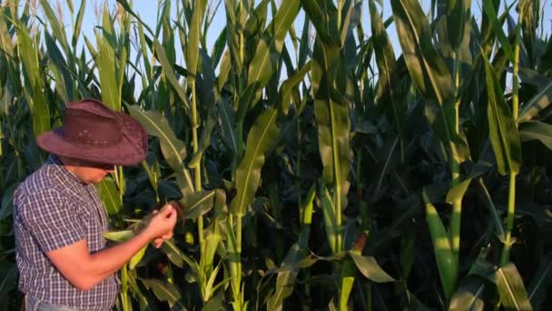 Pulizia agronomica e pannocchie gialle di campo di mais sullo sfondo. — Video Stock