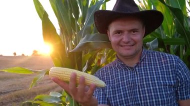 Mısır koçanı ile alan arka plan, teftiş şapkalı çiftçi.