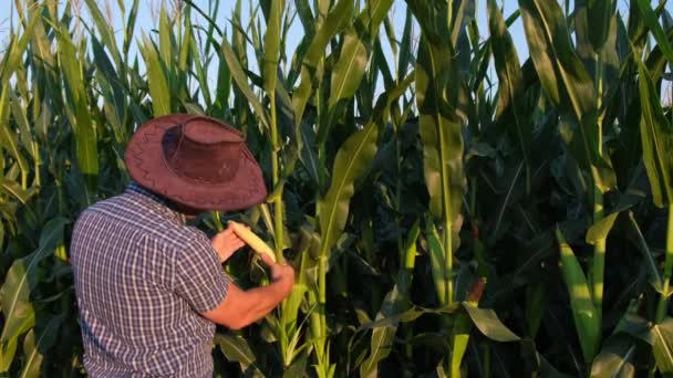 Bir çiftçi bir tarlada duruyor ve yeşil mısır tarlasını inceliyor. Tarım endüstrisi. — Stok video