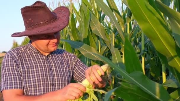 Giovane agricoltore mani che tengono una testa di mais e la ispezionano. — Video Stock