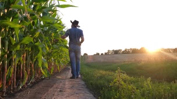 Um trabalhador de milho caminha ao longo de um campo de milho ao pôr do sol. — Vídeo de Stock