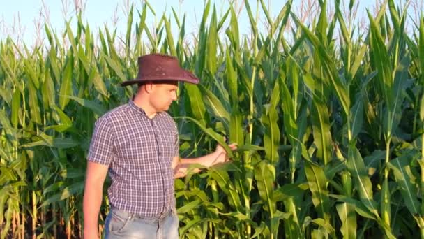 Чоловік-фермер перевіряє рослини на своїй фермі. Концепція агробізнесу, сільськогосподарський інженер . — стокове відео
