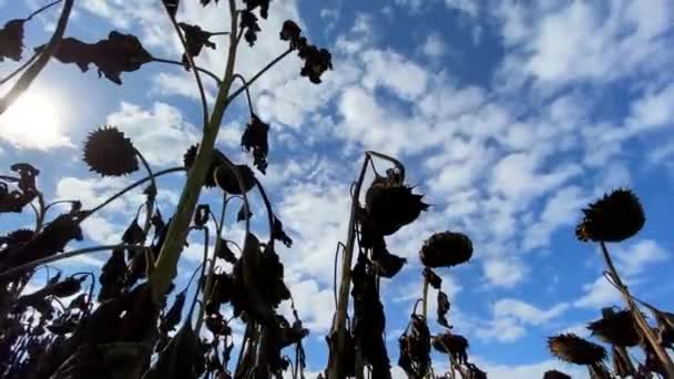 Grande plantation de tournesol mûr, prêt pour la récolte. — Video