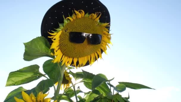 Sonnenblume mit Brille auf hellblauem Himmelshintergrund. — Stockvideo