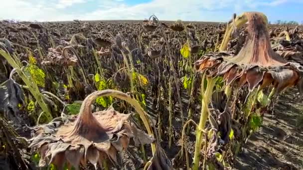 Grande plantation de tournesol mûr, prêt pour la récolte. — Video