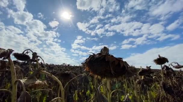 Grande plantation de tournesol mûr, prêt pour la récolte. — Video